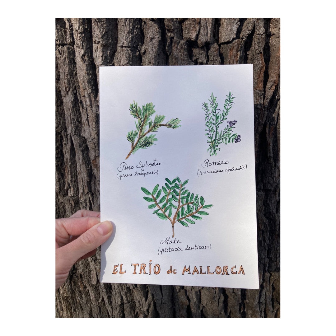 Original drawing of Plants of Mallorca