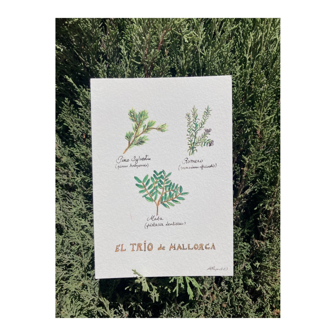 Pack of 10 Postcards of Nature