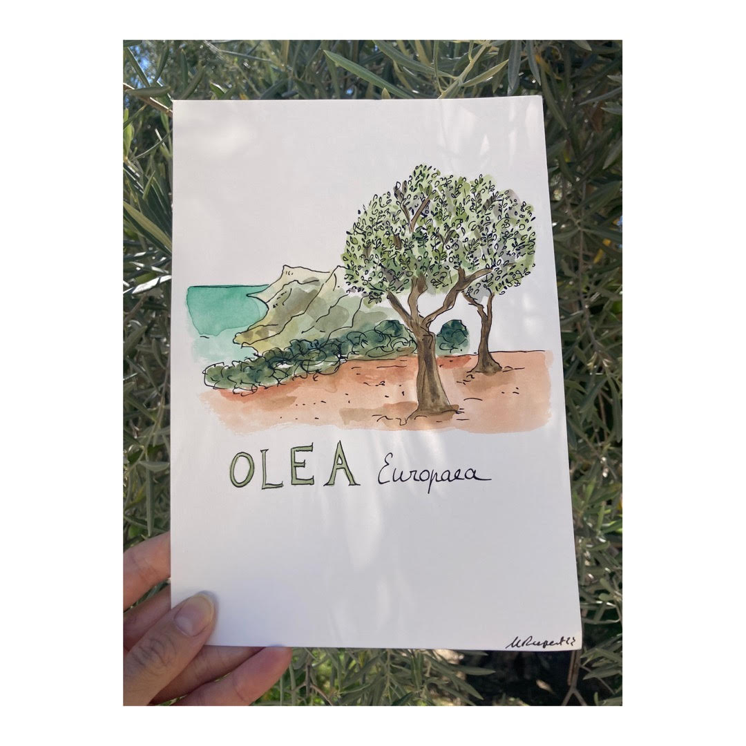 Original drawing of Mallorca, Olea Europaea