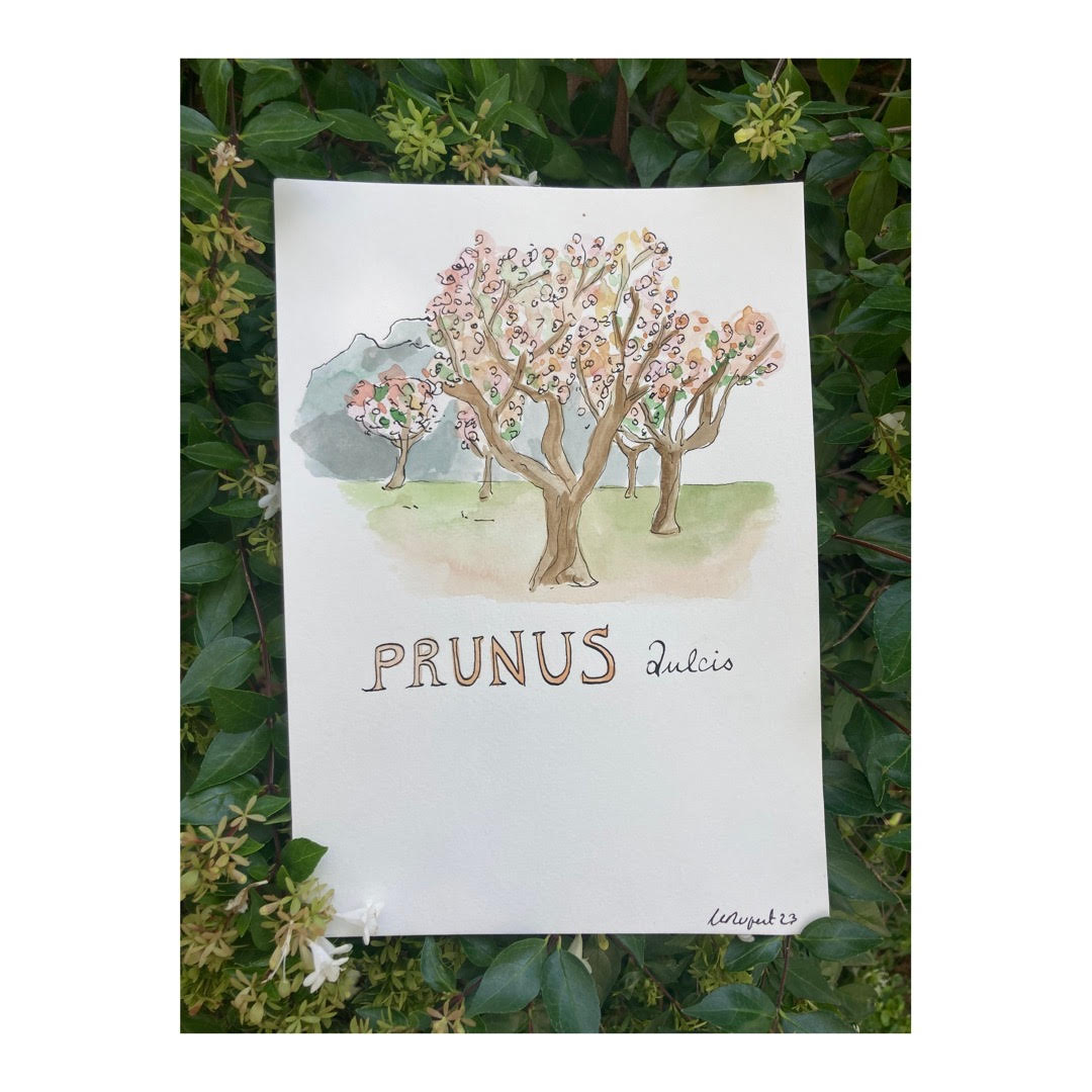 Original drawing of Mallorca, Prunus Dulcis