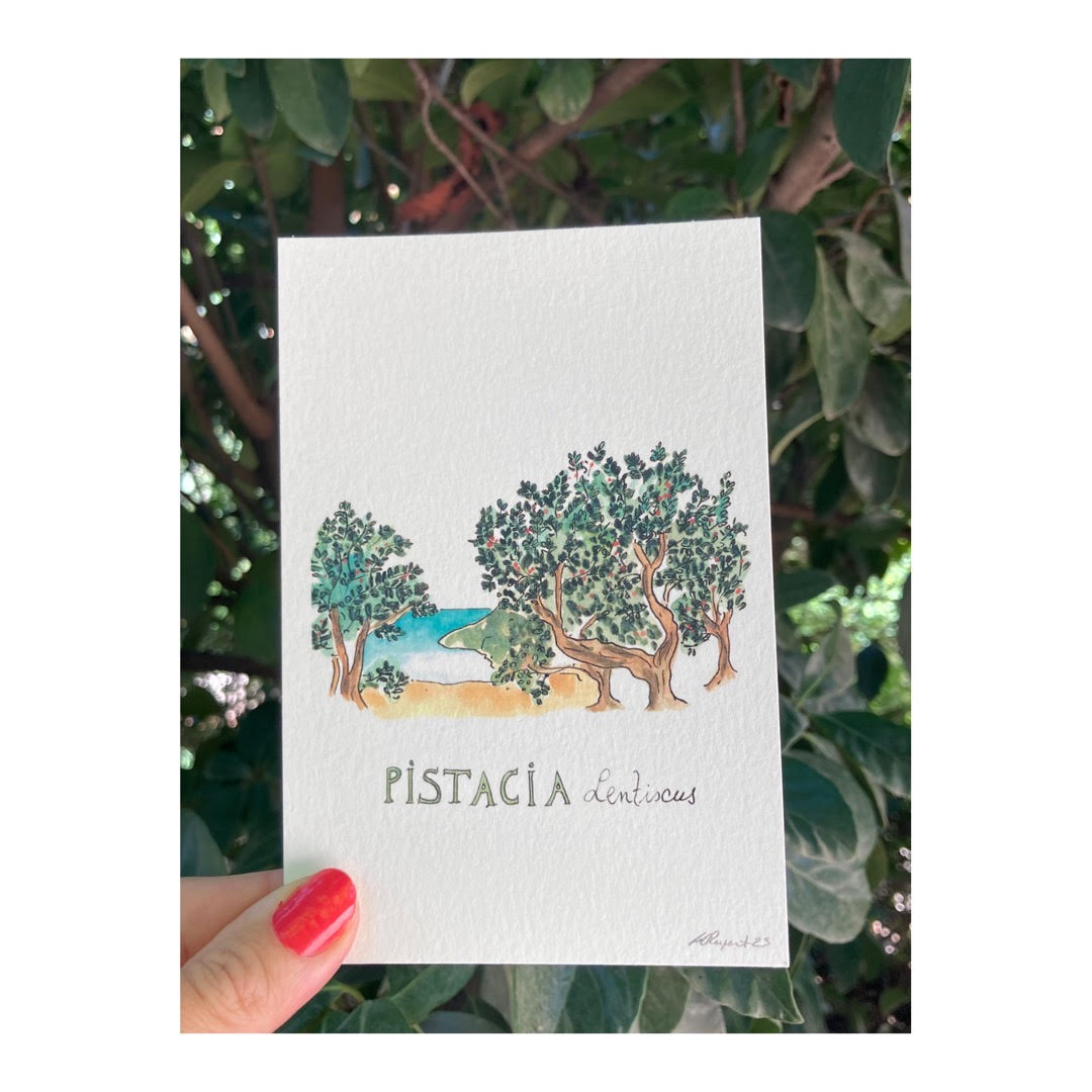 Pack of 10 Postcards of Nature