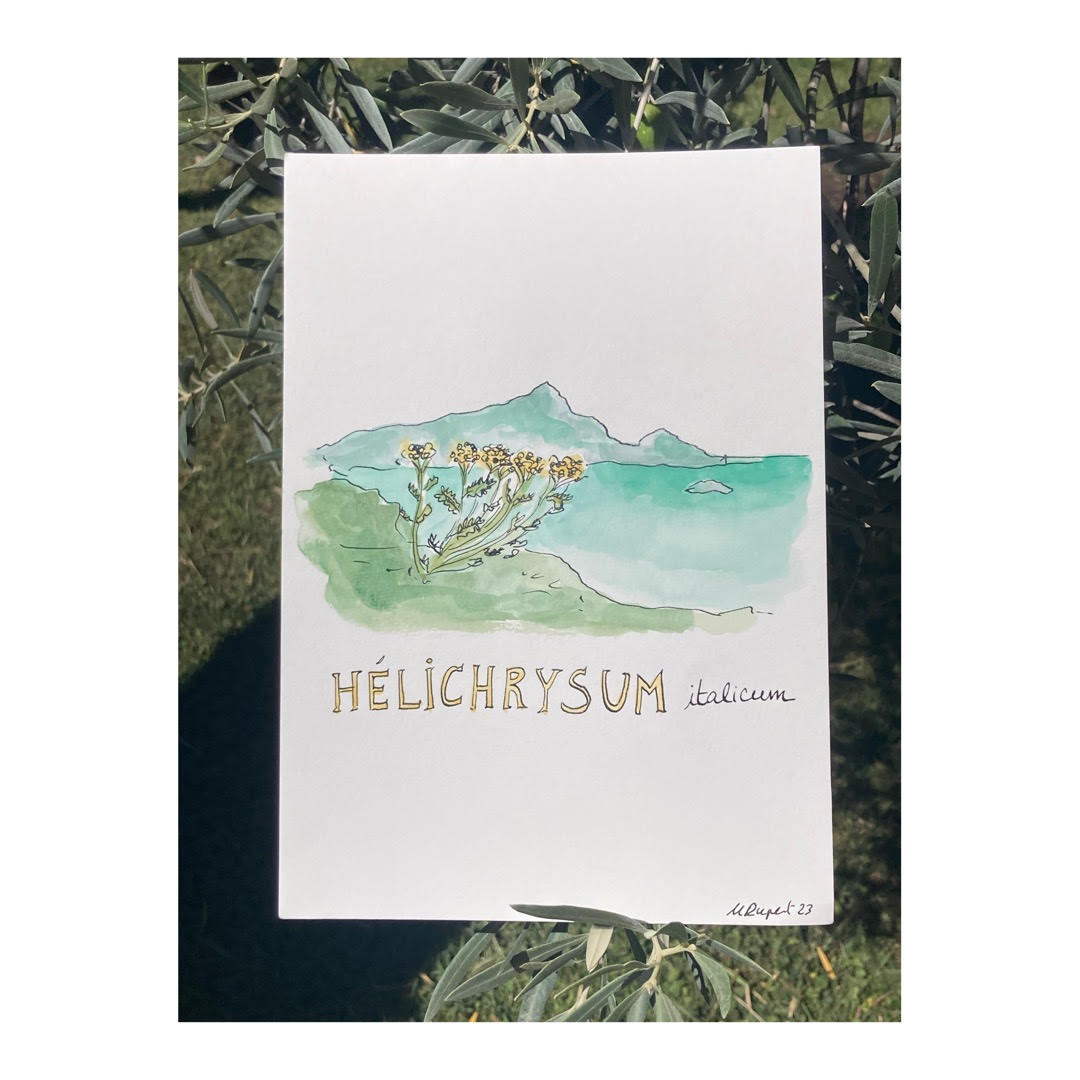 Original drawing of Helichrysum italicum