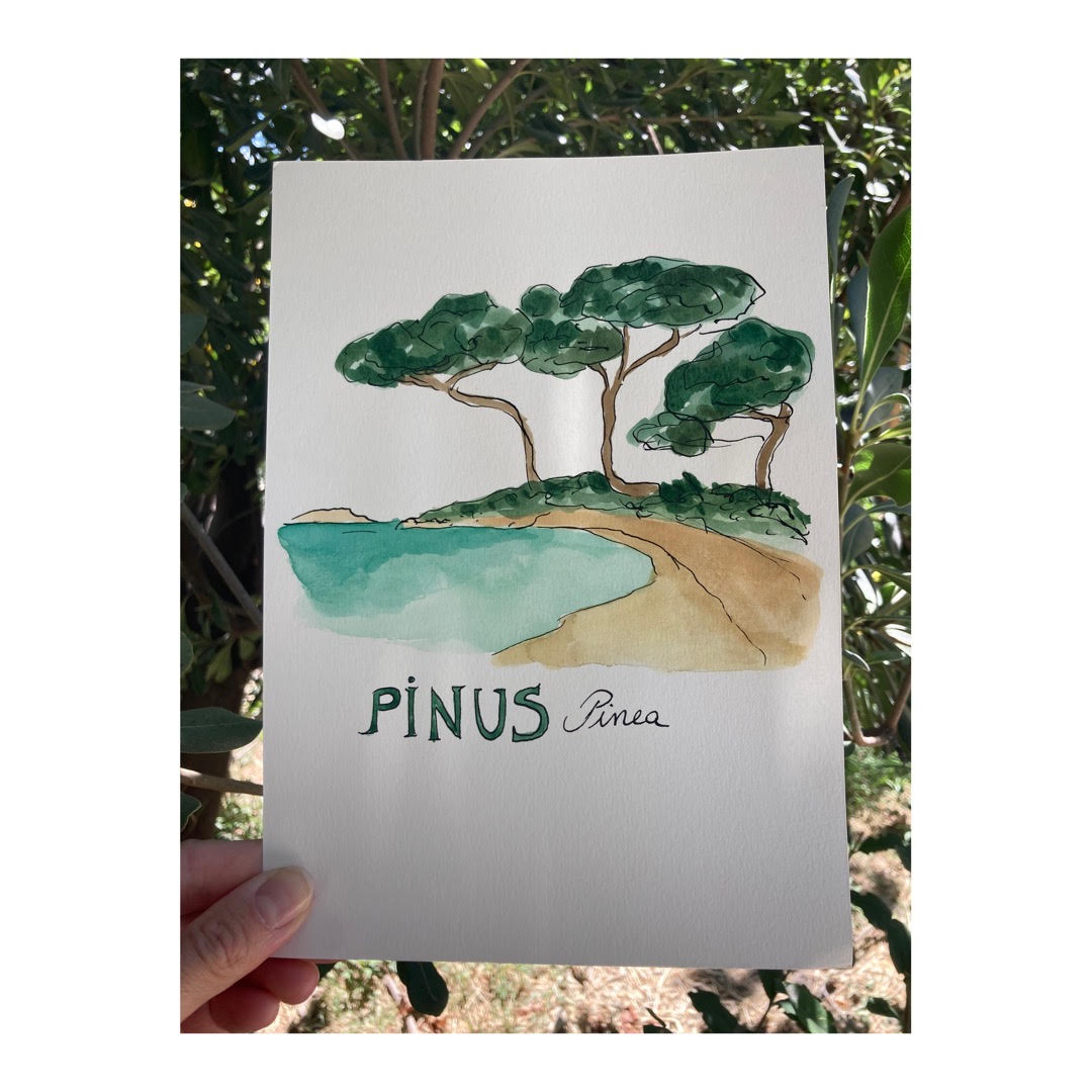 Original drawing of Pinus Pinea
